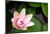 Pink Lotus-voraorn-Mounted Photographic Print
