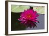 Pink Lotus-samarttiw-Framed Photographic Print