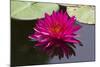 Pink Lotus-samarttiw-Mounted Photographic Print