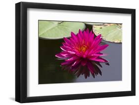 Pink Lotus-samarttiw-Framed Photographic Print