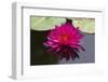 Pink Lotus-samarttiw-Framed Photographic Print