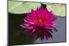 Pink Lotus-samarttiw-Mounted Photographic Print