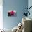 Pink Lotus-samarttiw-Photographic Print displayed on a wall