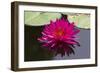 Pink Lotus-samarttiw-Framed Photographic Print