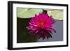 Pink Lotus-samarttiw-Framed Photographic Print