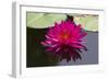 Pink Lotus-samarttiw-Framed Photographic Print