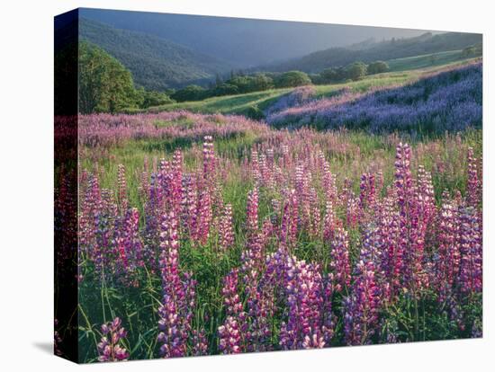 Pink lupine flowers in meadow, Chisos Mountains, Big Bend National Park, Texas, USA-Panoramic Images-Stretched Canvas