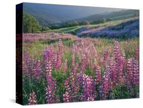 Pink lupine flowers in meadow, Chisos Mountains, Big Bend National Park, Texas, USA-Panoramic Images-Stretched Canvas