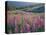 Pink lupine flowers in meadow, Chisos Mountains, Big Bend National Park, Texas, USA-Panoramic Images-Stretched Canvas