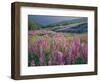 Pink lupine flowers in meadow, Chisos Mountains, Big Bend National Park, Texas, USA-Panoramic Images-Framed Photographic Print