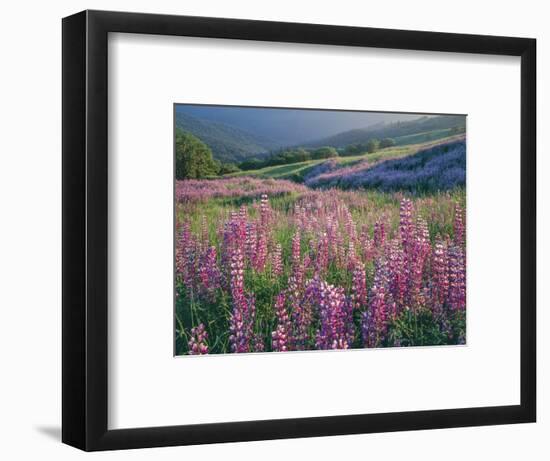 Pink lupine flowers in meadow, Chisos Mountains, Big Bend National Park, Texas, USA-Panoramic Images-Framed Photographic Print