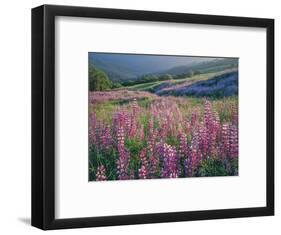 Pink lupine flowers in meadow, Chisos Mountains, Big Bend National Park, Texas, USA-Panoramic Images-Framed Photographic Print