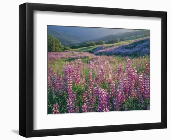 Pink lupine flowers in meadow, Chisos Mountains, Big Bend National Park, Texas, USA-Panoramic Images-Framed Photographic Print