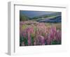 Pink lupine flowers in meadow, Chisos Mountains, Big Bend National Park, Texas, USA-Panoramic Images-Framed Photographic Print