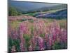 Pink lupine flowers in meadow, Chisos Mountains, Big Bend National Park, Texas, USA-Panoramic Images-Mounted Photographic Print
