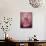 Pink Magic-Atelier Sommerland-Art Print displayed on a wall