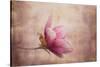 Pink Magnolia 1-Jai Johnson-Stretched Canvas