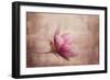 Pink Magnolia 1-Jai Johnson-Framed Giclee Print