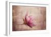 Pink Magnolia 1-Jai Johnson-Framed Giclee Print