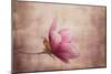 Pink Magnolia 1-Jai Johnson-Mounted Giclee Print