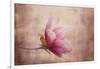 Pink Magnolia 1-Jai Johnson-Framed Giclee Print