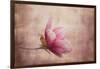 Pink Magnolia 1-Jai Johnson-Framed Giclee Print