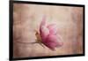 Pink Magnolia 1-Jai Johnson-Framed Giclee Print