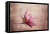 Pink Magnolia 1-Jai Johnson-Framed Stretched Canvas