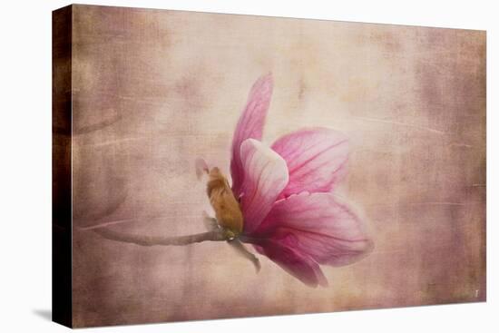 Pink Magnolia 1-Jai Johnson-Stretched Canvas