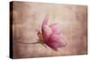 Pink Magnolia 1-Jai Johnson-Stretched Canvas