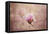 Pink Magnolia 2-Jai Johnson-Framed Stretched Canvas