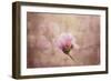 Pink Magnolia 2-Jai Johnson-Framed Giclee Print