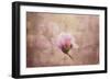 Pink Magnolia 2-Jai Johnson-Framed Giclee Print