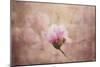 Pink Magnolia 2-Jai Johnson-Mounted Giclee Print