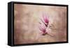 Pink Magnolia 3-Jai Johnson-Framed Stretched Canvas
