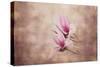 Pink Magnolia 3-Jai Johnson-Stretched Canvas