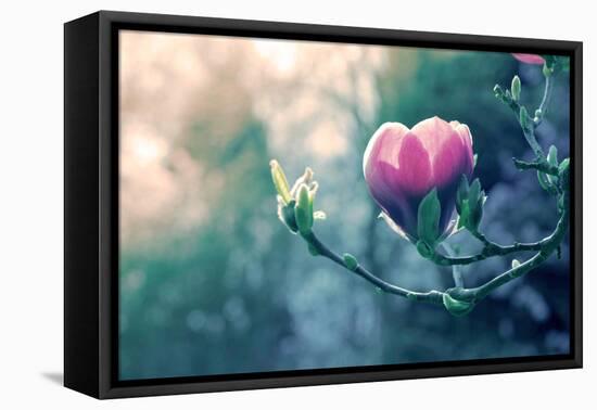 Pink Magnolia Blossom-Inguna Plume-Framed Stretched Canvas