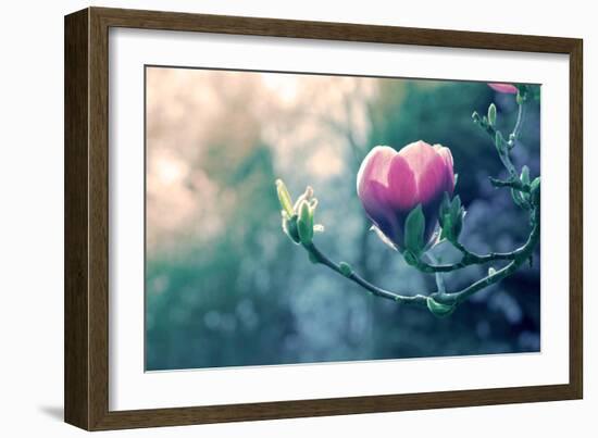 Pink Magnolia Blossom-Inguna Plume-Framed Photographic Print