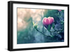 Pink Magnolia Blossom-Inguna Plume-Framed Photographic Print