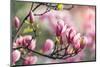 Pink Magnolia Flower in Garden-kenny001-Mounted Photographic Print