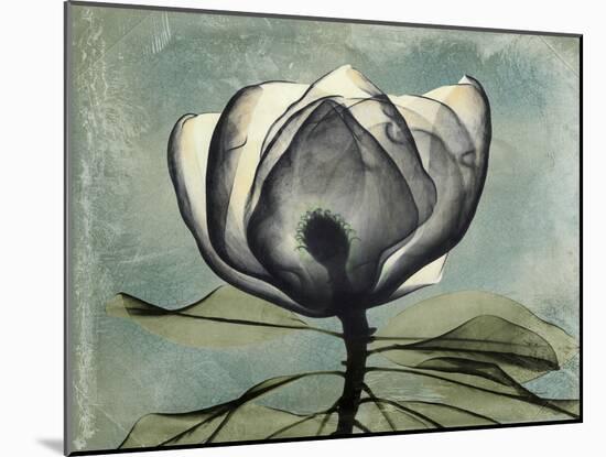 Pink Magnolia II-Albert Koetsier-Mounted Art Print