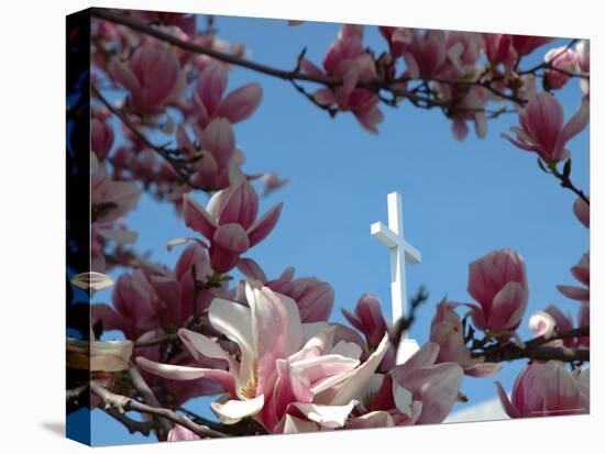 Pink Magnolia Tree and Church Steeple, Reading, Massachusetts, USA-Lisa S. Engelbrecht-Stretched Canvas