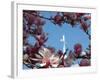 Pink Magnolia Tree and Church Steeple, Reading, Massachusetts, USA-Lisa S. Engelbrecht-Framed Photographic Print