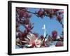 Pink Magnolia Tree and Church Steeple, Reading, Massachusetts, USA-Lisa S. Engelbrecht-Framed Photographic Print