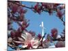 Pink Magnolia Tree and Church Steeple, Reading, Massachusetts, USA-Lisa S. Engelbrecht-Mounted Photographic Print