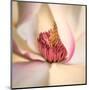 Pink Magnolia-Diane Poinski-Mounted Giclee Print