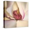 Pink Magnolia-Diane Poinski-Stretched Canvas