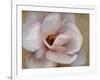 Pink Magnolia-Amy Melious-Framed Art Print