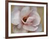 Pink Magnolia-Amy Melious-Framed Art Print