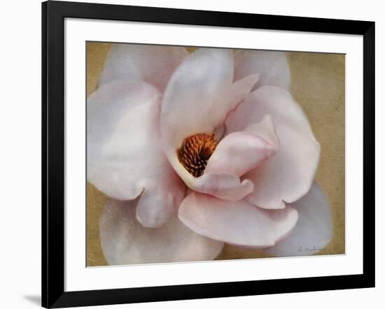 Pink Magnolia-Amy Melious-Framed Art Print